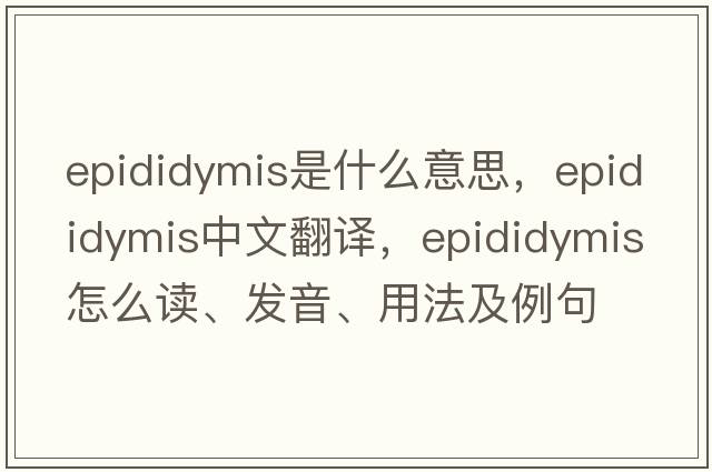 epididymis是什么意思，epididymis中文翻譯，epididymis怎么讀、發(fā)音、用法及例句