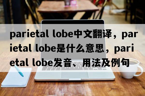 parietal lobe中文翻譯，parietal lobe是什么意思，parietal lobe發(fā)音、用法及例句