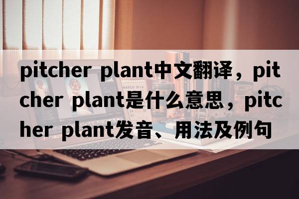 pitcher plant中文翻譯，pitcher plant是什么意思，pitcher plant發(fā)音、用法及例句